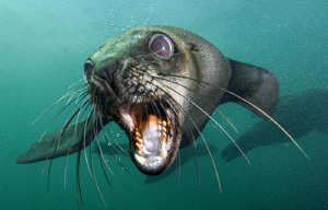 Cape Fur Seal by Charles Wright 